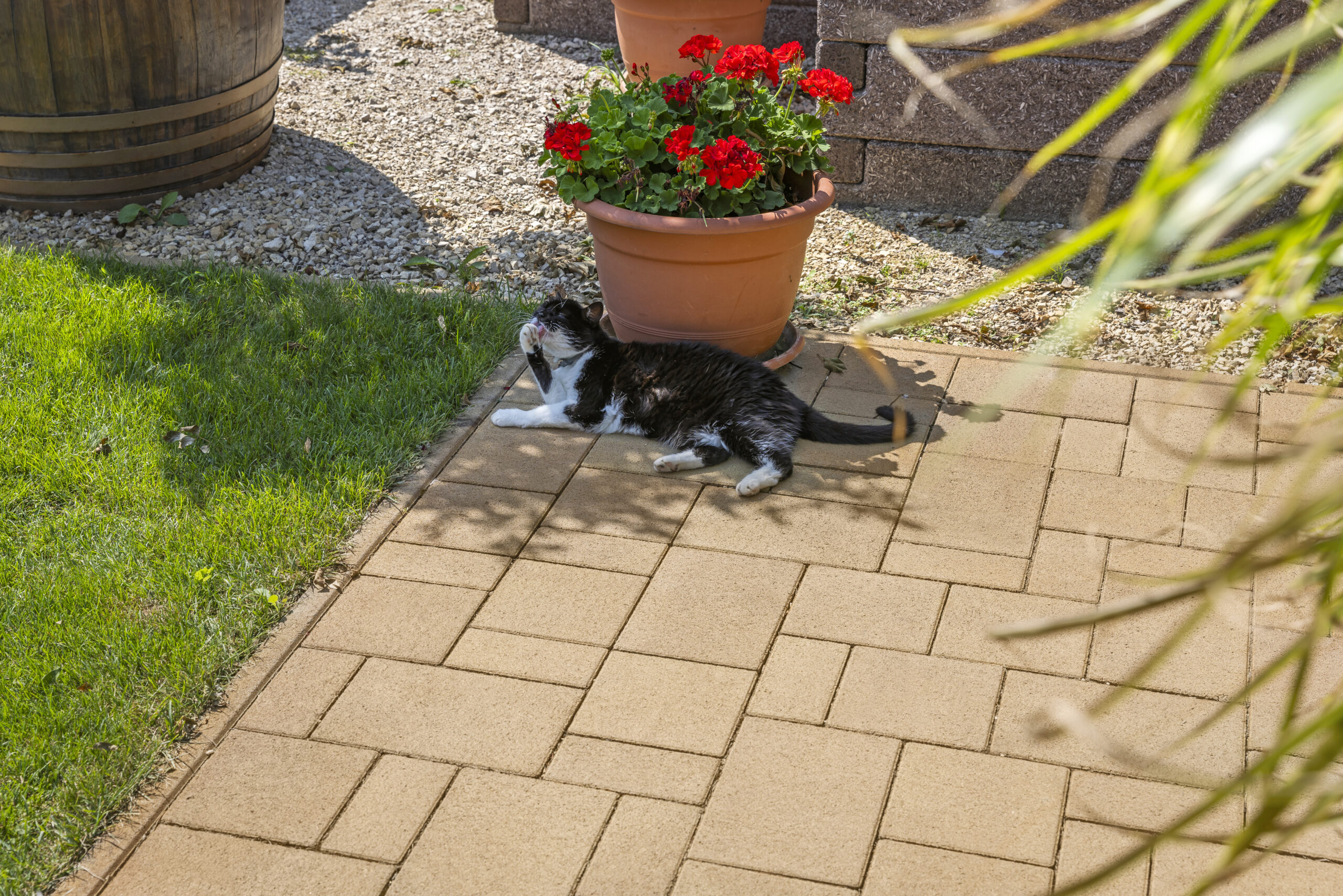 Taverna térkő mogyoró